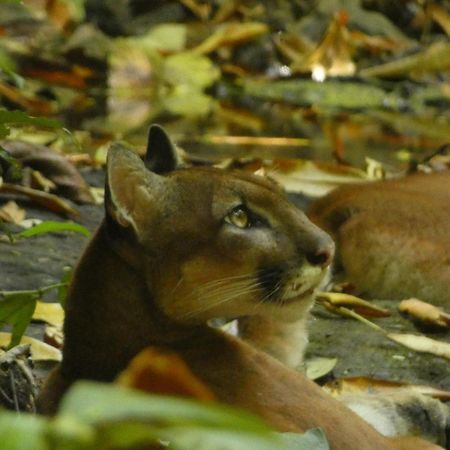Corcovado Wilderness Lodge By Scp San Pedrillo Buitenkant foto