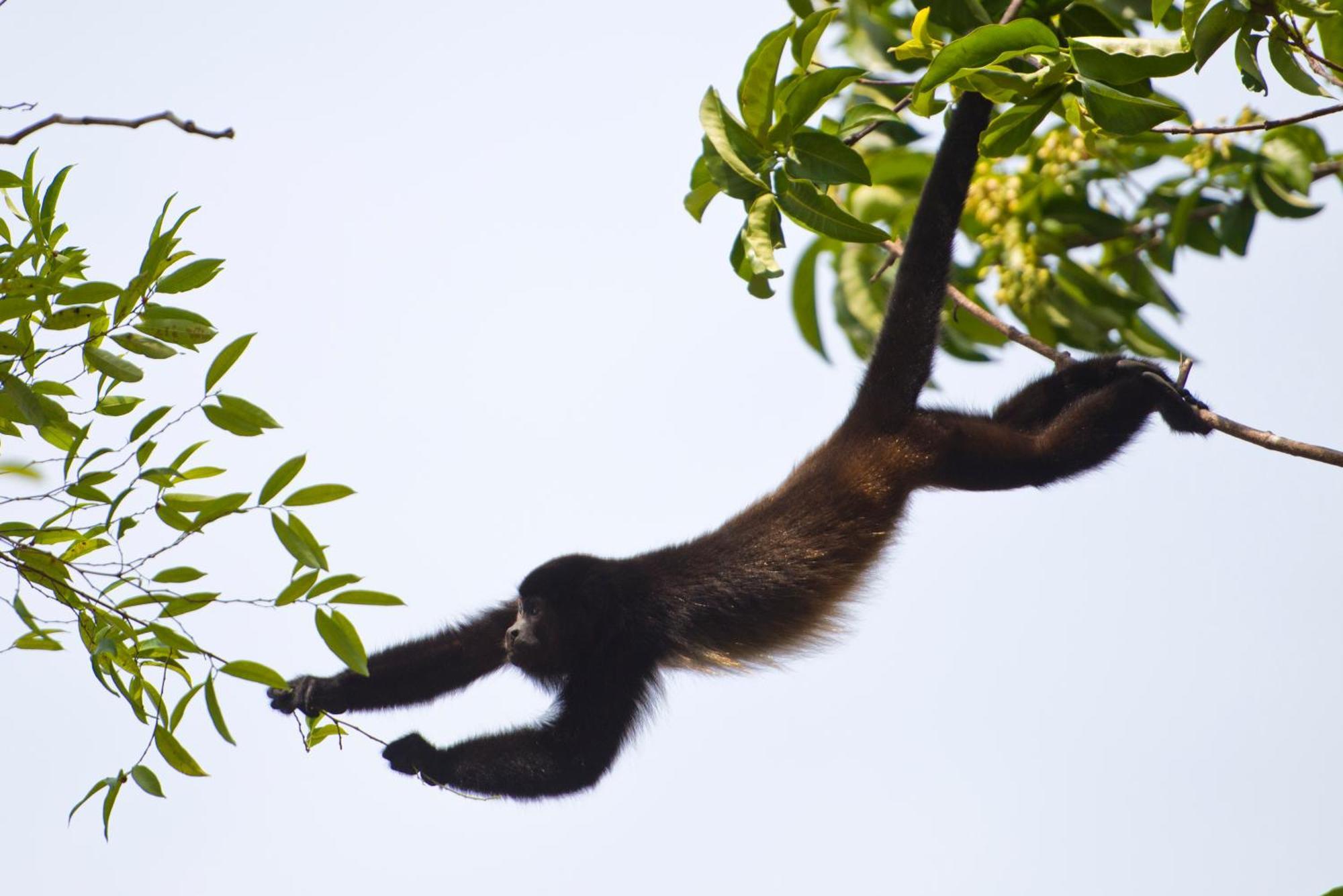 Corcovado Wilderness Lodge By Scp San Pedrillo Buitenkant foto