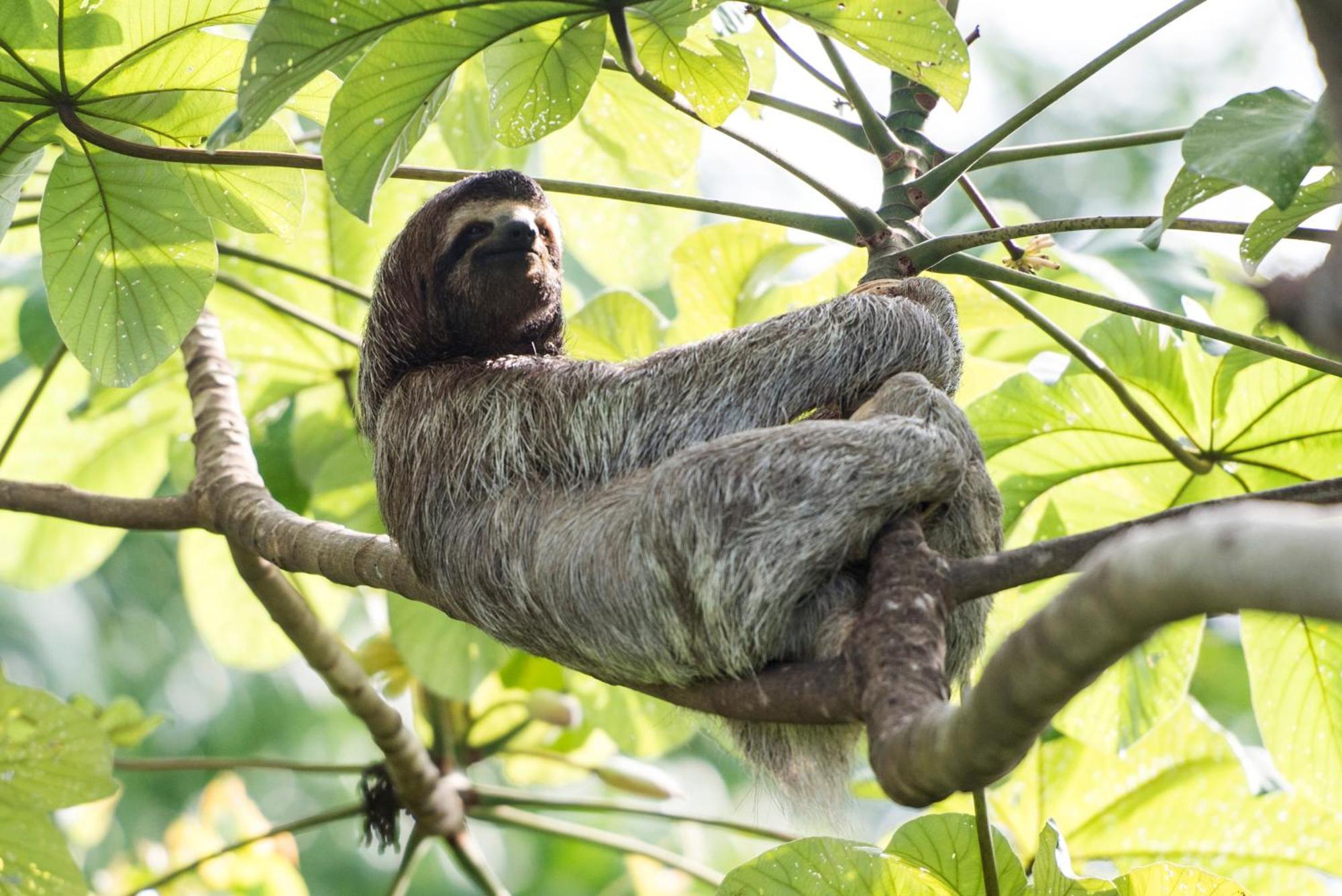 Corcovado Wilderness Lodge By Scp San Pedrillo Buitenkant foto