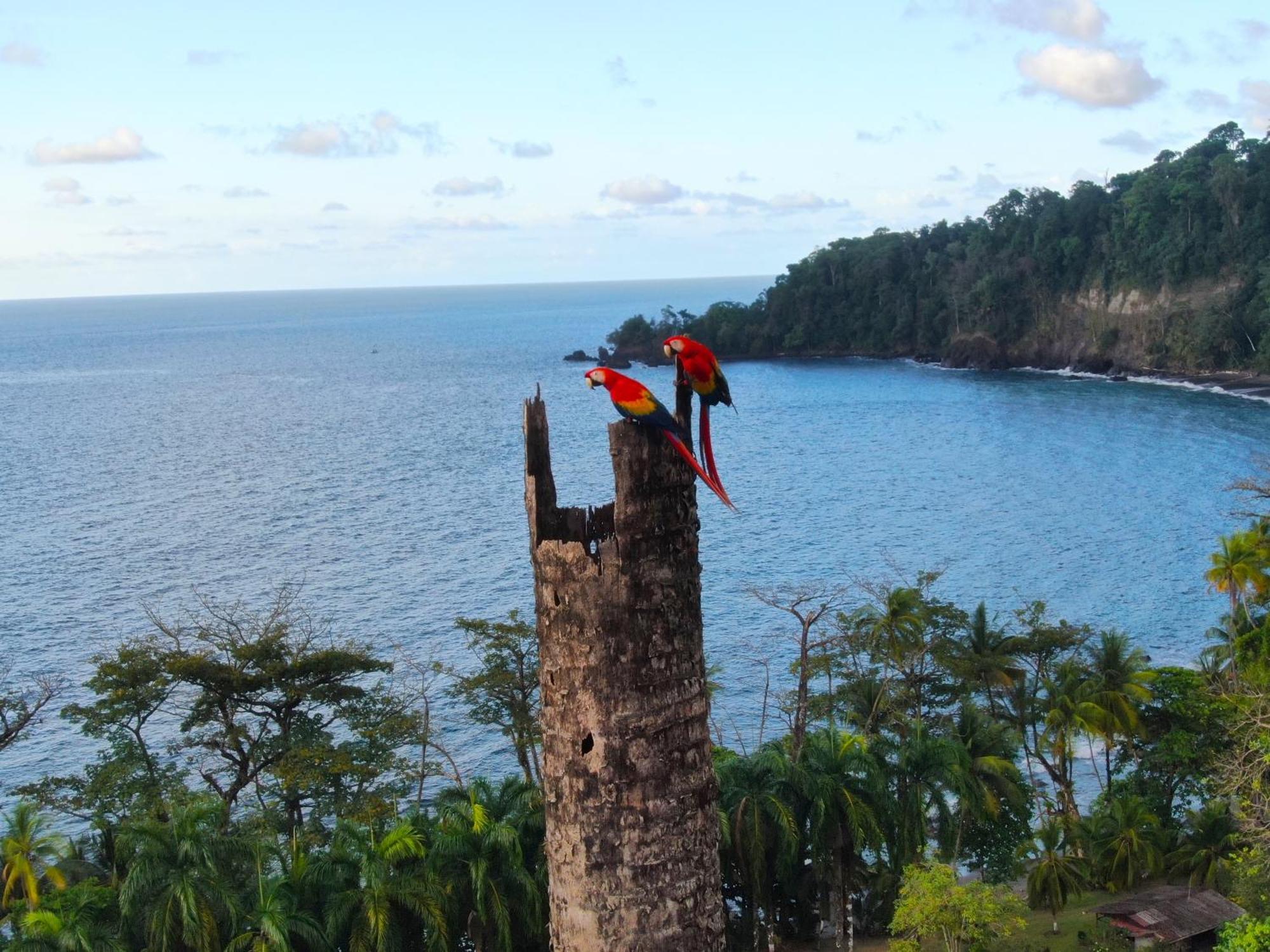 Corcovado Wilderness Lodge By Scp San Pedrillo Buitenkant foto